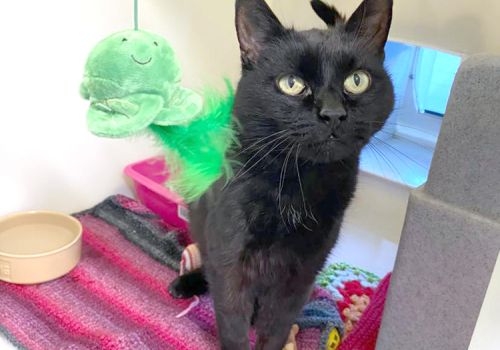 Black cat in a cattery pod with fish toy