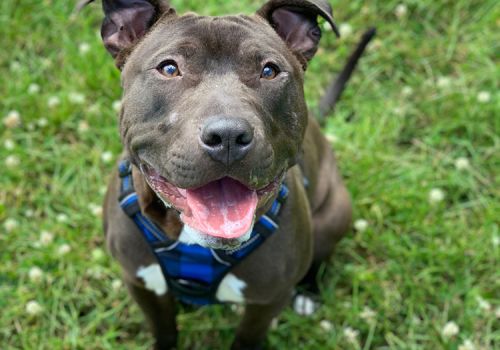 Young staffie bull breed dog smiling to camera