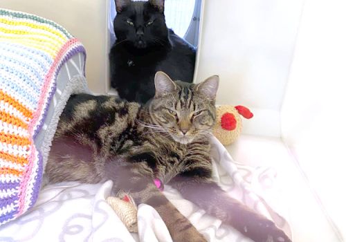 Pair of cats relaxing in a cattery pod