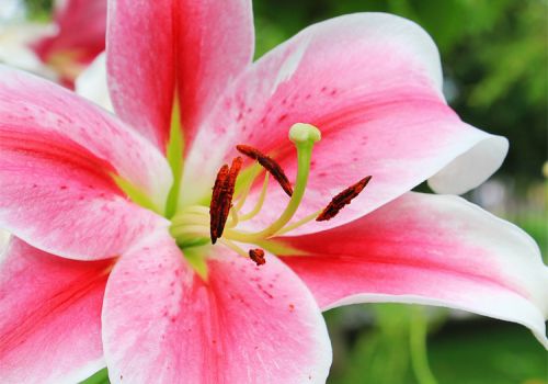 Lily_lilies are poisonous to cats