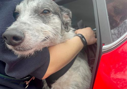 Dog in a car having a hug