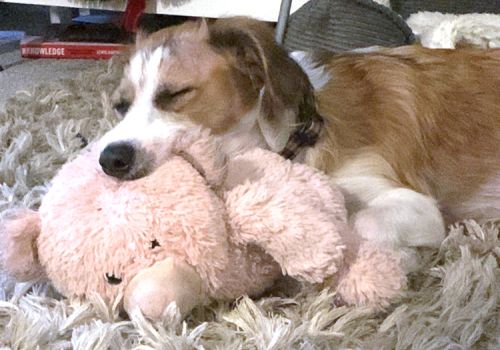 Dog asleep on his toy