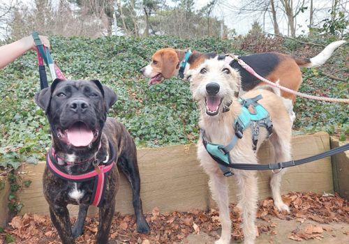 three dogs on a walk having a lovely time