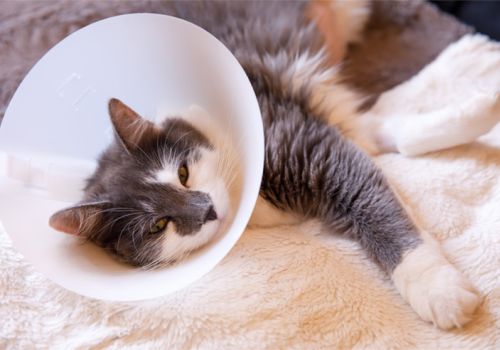 cat with medical buster collar