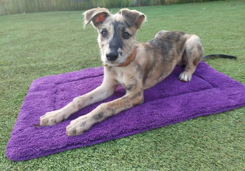 puppy lurcher dog on a mat