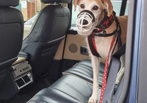 lurcher dog in the back of a car