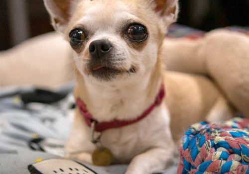chihuahua with protuding eyes and dome-shaped head, a sign of poor breeding
