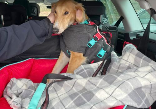 Dog being adopted, in the boot of a car