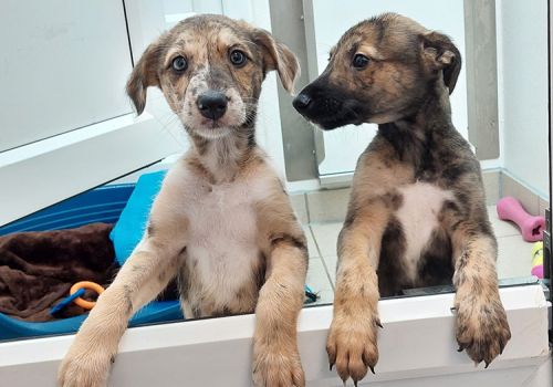 Two lurcher puppies leaning at kennel split door
