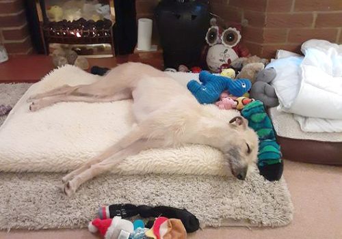 Lurcher dog sleeping on their bed surrounded by toys