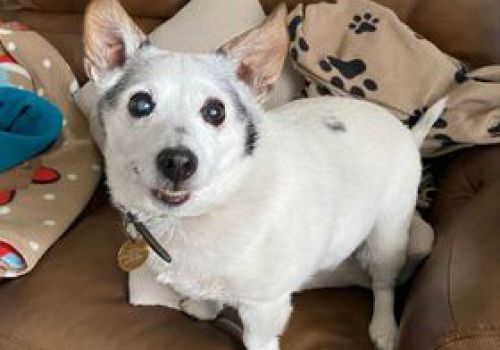 Adorable older terrier dog on a sofa