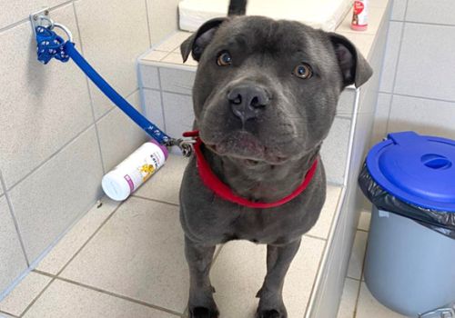 Happy grey staffie dog having a wash, very waggy tail