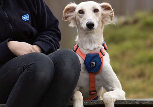 Shy lurcher dog with animal carer looking on