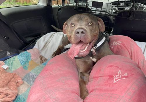 Happy American Bulldog dog in car