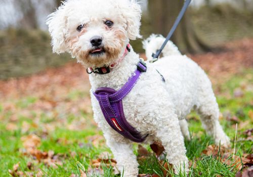 walking cute dog on a harness and lead