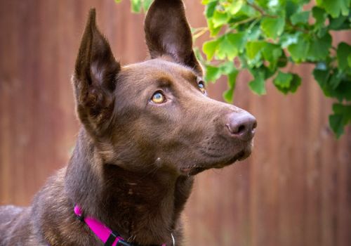 Peggy the german shepherd dog