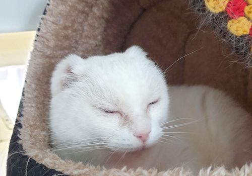 White cat with ear tips removed having a snooze