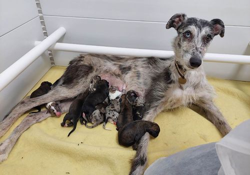 Pandora mum dog with newborn puppies