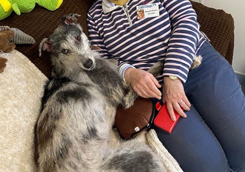 Volunteer Margaret with a dog in the real-life room