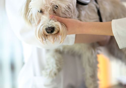 Dog having a microchip checked