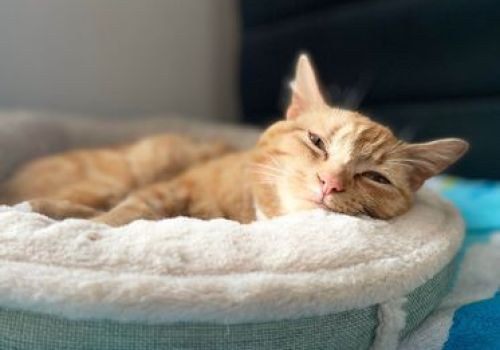 ginger cat lying in bed looking very comfy