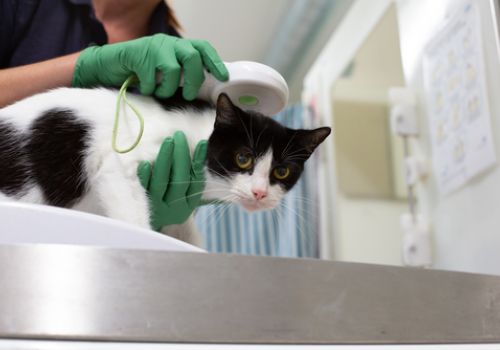 Young cat being scanned for a microchip_photo by Emma Jacobs RSPCA