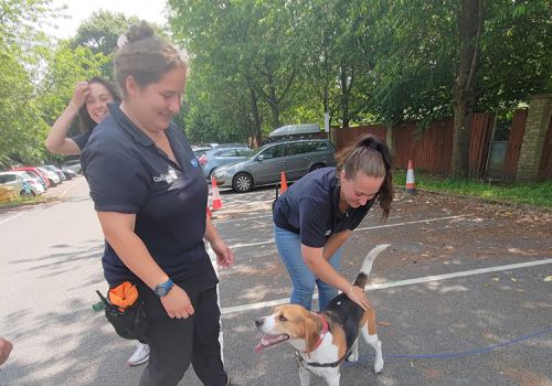 Animal Care team saying goodbye to beagle Dexter who was being adopted