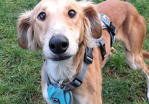 Worried dog saluki lurcher