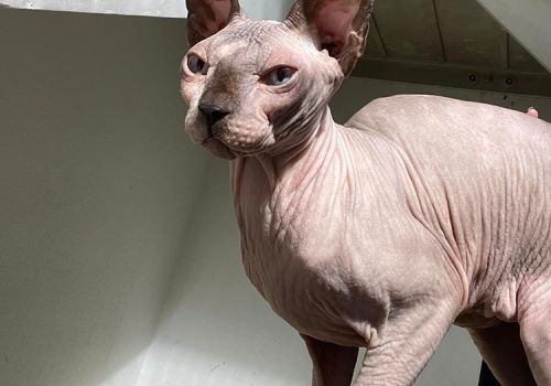 Sphynx cat in rescue cattery