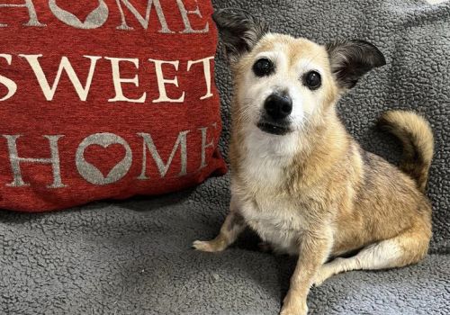 Jack Russell Lucy in our real-life room