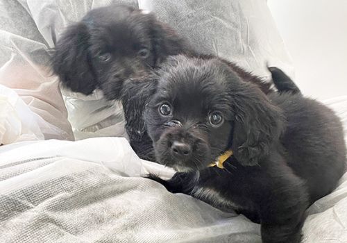 Two abandoned puppies in a rescue centre