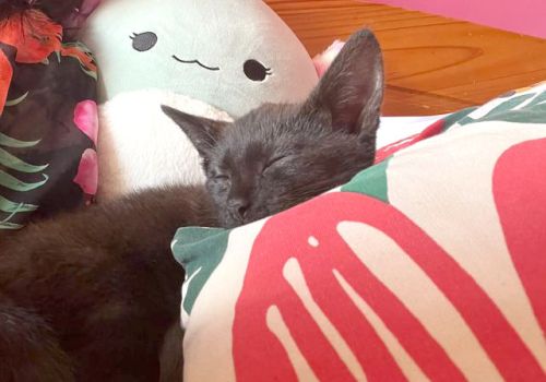 Black kitten snoozing amongst his toys