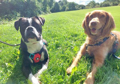 Two rescue dogs in a field