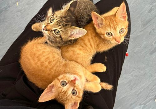 Buffy's kittens on a lap, all adopted cats