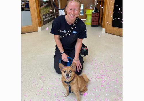 Dog Alfie being adopted by a member of the BCDH team