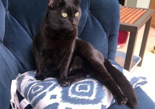 Black cat looking relaxed sitting on a cushion on a sofa.