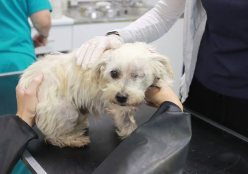 Peggy in a poor state in our vet suite