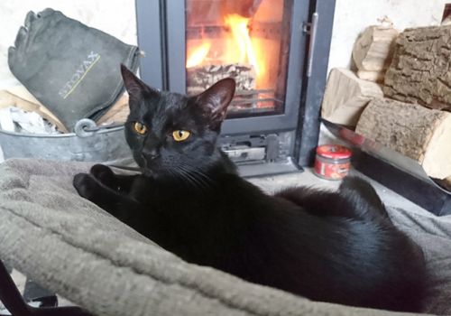 Black cat Minerva settling into her new home after being adopted