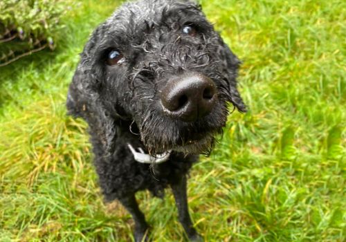 Small black poodle dog in a paddock 