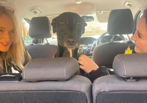 Robbie in the back of a car being adopted