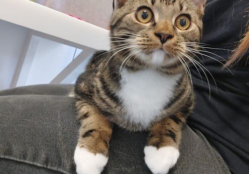 Mike the rescue cat having a lap cuddle in the cattery