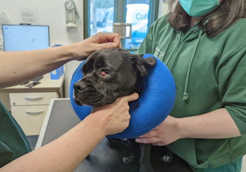 Dog with cherry eye in the vet suite at Bath Cats and Dogs Home