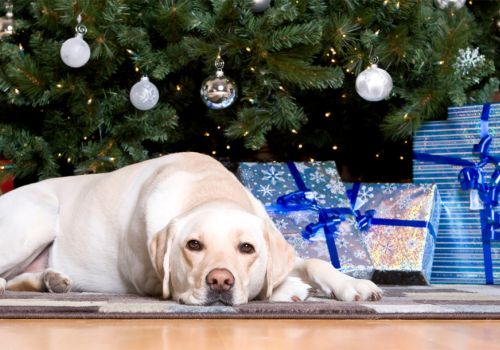 Labrador dog underneath a Christmas tree