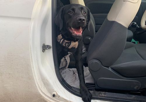 Hazel jumped straight into the car on adoption day