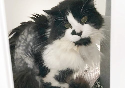 Rescue cat Viktor was a stressed and bedraggled cat when he first came in