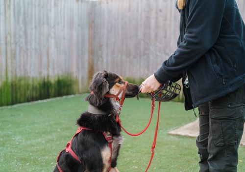 Ken having muzzle training as part of his rehabilitation programme