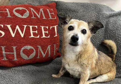 Little terrier rescue dog with a Home Sweet Home cushion