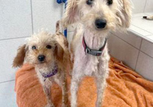 Poodles Barbie and Cindy in our grooming room