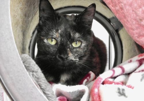 Dark tortoiseshell cat in a hidey bed