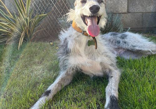 Lurcher Pepper happy in the garden of her adopted home